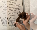 Small Photo #18 Dachshund Puppy For Sale in HONDO, TX, USA
