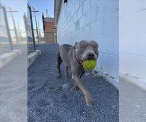 American Pit Bull Terrier Dogs for adoption in Fort Collins, CO, USA