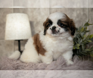 Medium Shih Tzu