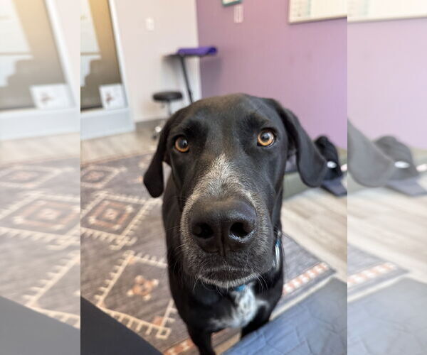 Medium Photo #1 Labrador Retriever-Unknown Mix Puppy For Sale in Fort Collins, CO, USA