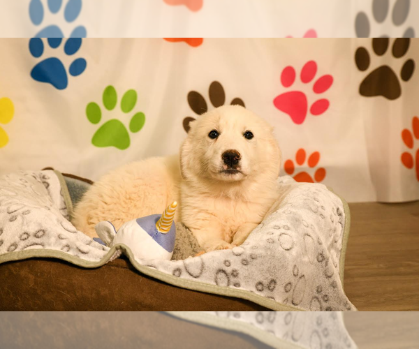 Medium Photo #5 Great Pyrenees-Unknown Mix Puppy For Sale in Brooklyn Center, MN, USA