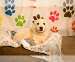 Small #4 Great Pyrenees Mix