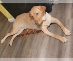 Small Photo #1 Labrador Retriever Puppy For Sale in ROGUE RIVER, OR, USA