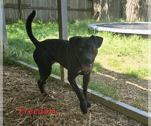 Freedom - Male American Staffordshire Terrier-Unknown Mix Dog for Adoption - Photo #2