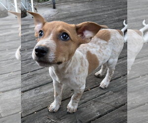 Mutt Dogs for adoption in Brooklyn Center, MN, USA