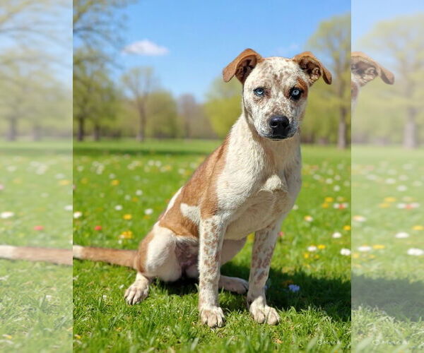 Medium Photo #3 Border Collie-Unknown Mix Puppy For Sale in Talladega, AL, USA