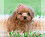 Small #1 Maltipoo (Toy)