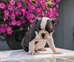 Small #3 Faux Frenchbo Bulldog