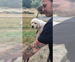 Small #18 Labrador Retriever