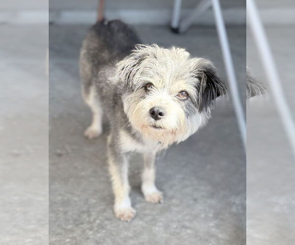 Medium Photo #2 Mutt Puppy For Sale in Newport Beach, CA, USA