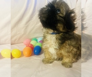 Shih Tzu Puppy for sale in NICHOLASVILLE, KY, USA
