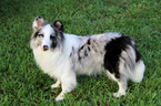 Small Photo #1 Shetland Sheepdog Puppy For Sale in JACKSONVILLE, FL, USA