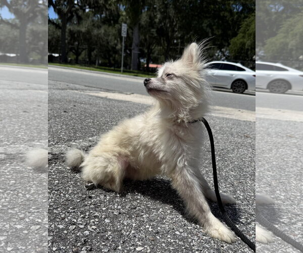 Medium Photo #3 Pomeranian Puppy For Sale in Sanford, FL, USA