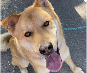 Mutt Dogs for adoption in San Ramon, CA, USA