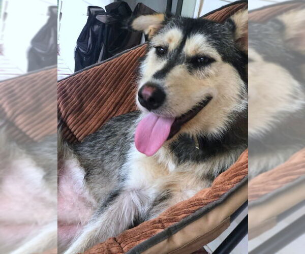 Medium Photo #3 Airedale Terrier-Huskies  Mix Puppy For Sale in Mountain View, AR, USA