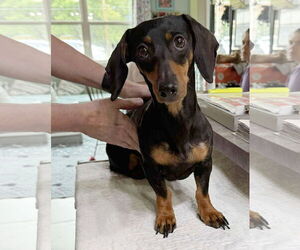 Medium Dachshund