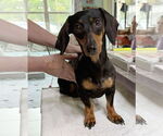 Small Dachshund