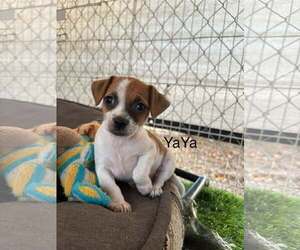 Chihuahua-Unknown Mix Dogs for adoption in Turlock, CA, USA
