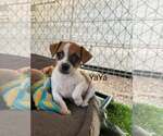 YaYa - Female Chihuahua-Unknown Mix Dog for Adoption - Small photo
