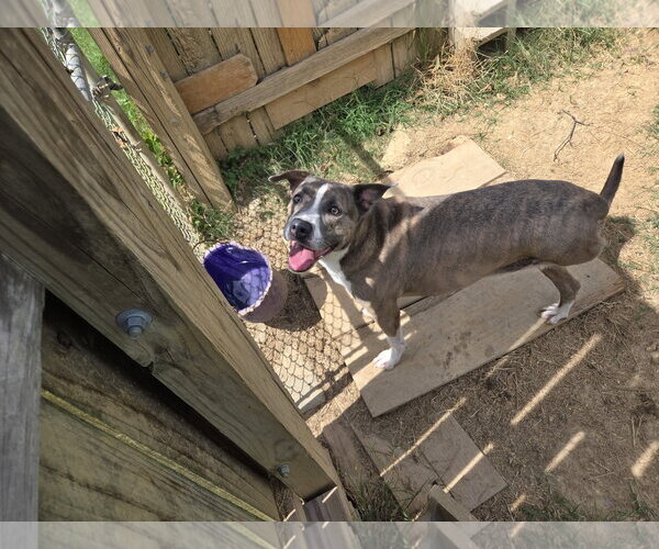 Medium Photo #3 American Staffordshire Terrier-Unknown Mix Puppy For Sale in Jackson, MS, USA