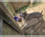Small #2 American Staffordshire Terrier Mix