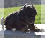 Small Aussiedoodle-Poodle (Miniature) Mix