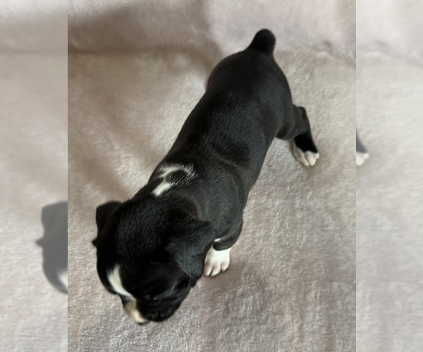 Medium Photo #15 Boxer Puppy For Sale in WESTVILLE, OK, USA