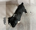Small #6 Boxer