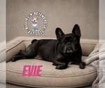 Small #6 French Bulldog