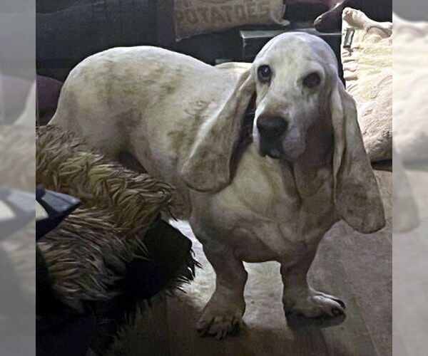 Medium Photo #1 Basset Hound Puppy For Sale in Deepwater, NJ, USA