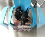 Small Photo #10 Borador Puppy For Sale in SPRINGDALE, AR, USA