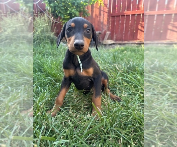 Medium Photo #6 Doberman Pinscher Puppy For Sale in PATTERSON, CA, USA