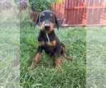 Small #5 Doberman Pinscher