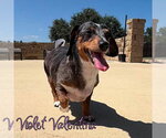 Small #15 Dachshund