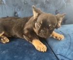 Small #7 French Bulldog