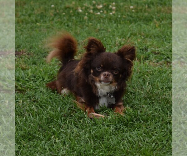 Medium Photo #1 Chihuahua Puppy For Sale in HAMPTON, VA, USA
