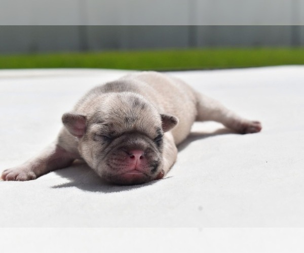 Medium Photo #3 Pug Puppy For Sale in PALM COAST, FL, USA