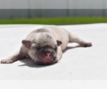 Small #2 Pug