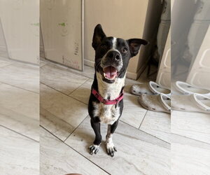 Buddy/Yamil - Male Boxerhuahua Dog for Adoption - Photo #5