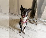 Small #4 Boxerhuahua