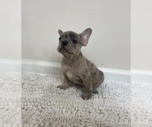 French Bulldog Puppy for sale in CHARLESTON, SC, USA