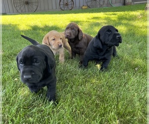 Labrador Retriever Puppy for Sale in PIERZ, Minnesota USA