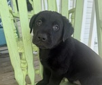 Small #22 Labrador Retriever