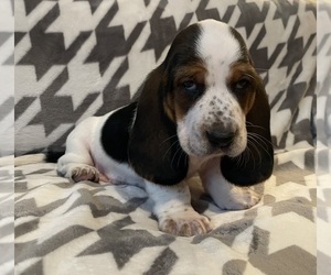 Basset Hound Puppy for sale in VILLA RIDGE, MO, USA