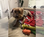 Small #3 Mutt