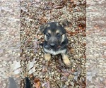 Puppy Storm German Shepherd Dog