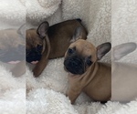 Small Photo #4 French Bulldog Puppy For Sale in CLEVELAND, NC, USA