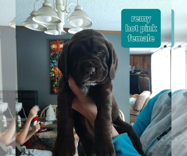 Medium Photo #1 Labradinger Puppy For Sale in UNITY, NH, USA