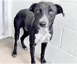AMBROSE - Male Australian Kelpie-Unknown Mix Dog for Adoption - Photo #3