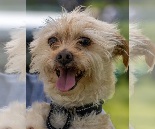 Medium Photo #6 Mutt Puppy For Sale in Cranston, RI, USA